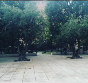 Maguire Gardens behind the Central Library